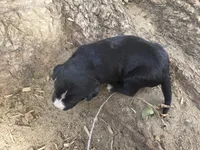 Pepsi, a female Bernese Mountain Dog and Cane Corso for sale in Horseshoe Bend, ID – 3 of 6