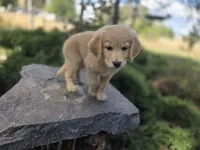 Barbie, a female Golden Retriever and Labrador Retriever for sale in Horseshoe Bend, ID – 6 of 8
