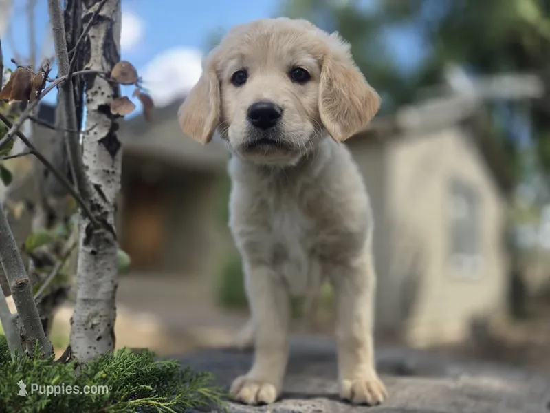 Violet – Golden Retriever, Labrador Retriever puppy for sale in Horseshoe Bend, ID