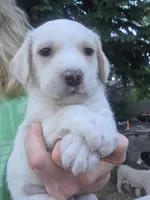 Elvis, a male Cane Corso and Lagotto Romagnolo for sale in Horseshoe Bend, ID – 5 of 10