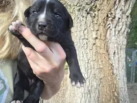 Cola, a female Bernese Mountain Dog and Cane Corso for sale in Horseshoe Bend, ID – 4 of 8
