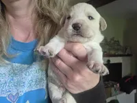 Zeppelin , a male Cane Corso and Lagotto Romagnolo for sale in Horseshoe Bend, ID – 10 of 10