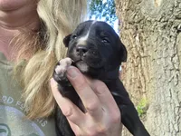 Cola, a female Bernese Mountain Dog and Cane Corso for sale in Horseshoe Bend, ID – 6 of 8