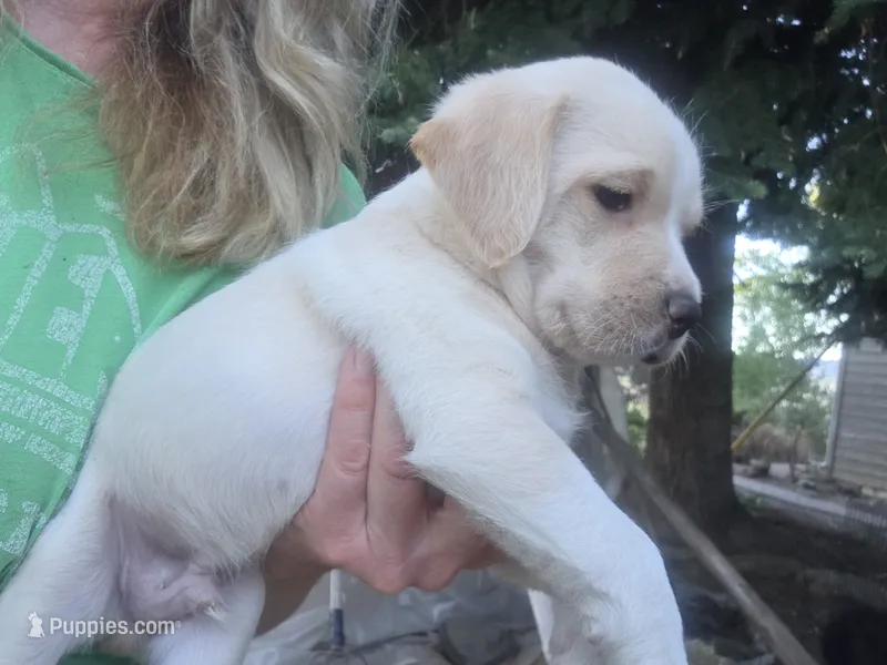 Cream – Cane Corso, Lagotto Romagnolo puppy for sale in Horseshoe Bend, ID