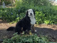 Nugget, a male Bernese Mountain Dog and Cane Corso for sale in Horseshoe Bend, ID – 4 of 5