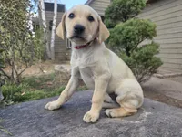 Honeybunch, a female Golden Retriever and Labrador Retriever for sale in Horseshoe Bend, ID – 6 of 10
