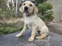 Honeybunch, a female Golden Retriever and Labrador Retriever for sale in Horseshoe Bend, ID – 9 of 10