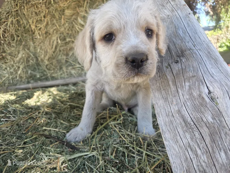 Zeppelin  – Cane Corso, Lagotto Romagnolo puppy for sale in Horseshoe Bend, ID