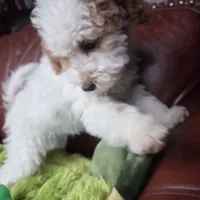 Rover, a male Miniature Goldendoodle for sale in Horseshoe Bend, ID – Photo 4 of 8