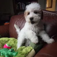 Rover, a male Miniature Goldendoodle for sale in Horseshoe Bend, ID – Photo 6 of 8