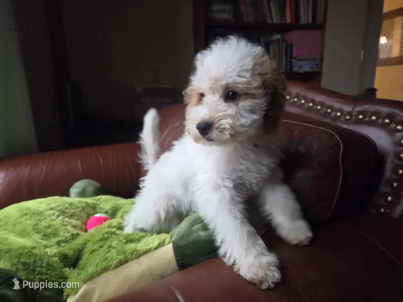 Rover, a male Miniature Goldendoodle for sale in Horseshoe Bend, ID – Photo 1 of 8