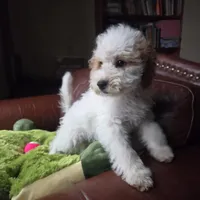 Rover, a male Miniature Goldendoodle for sale in Horseshoe Bend, ID – Photo 1 of 8