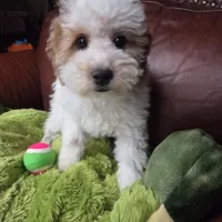 Rover, a male Miniature Goldendoodle for sale in Horseshoe Bend, ID – Photo 2 of 8