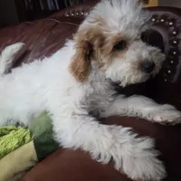 Rover, a male Miniature Goldendoodle for sale in Horseshoe Bend, ID – Photo 5 of 8