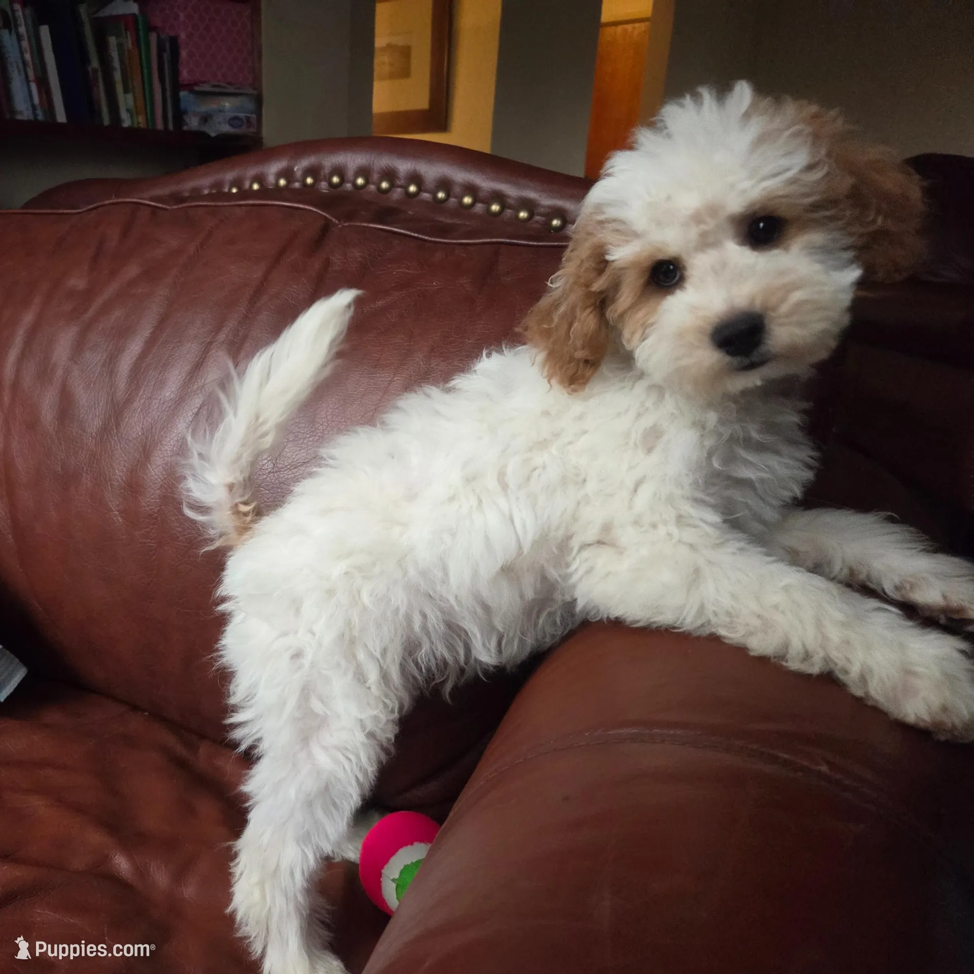 Rover, a male Miniature Goldendoodle for sale in Horseshoe Bend, ID – Photo 3 of 8