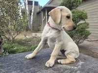 Honeybunch, a female Golden Retriever and Labrador Retriever for sale in Horseshoe Bend, ID – 7 of 10