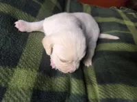 Cream, a male Cane Corso and Lagotto Romagnolo for sale in Horseshoe Bend, ID – 10 of 10