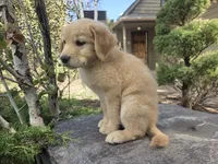 Barbie, a female Golden Retriever and Labrador Retriever for sale in Horseshoe Bend, ID – 7 of 8