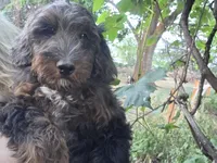 Colorado, a female Golden Mountain Doodle for sale in Horseshoe Bend, ID – 1 of 6