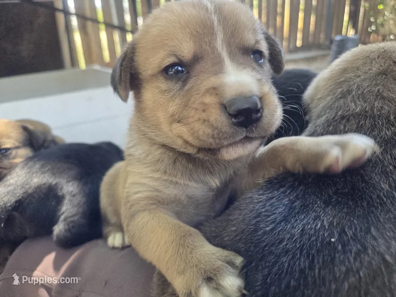 Nugget – Bernese Mountain Dog, Cane Corso puppy for sale in Horseshoe Bend, ID