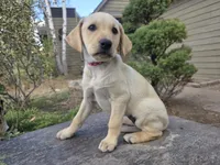 Honeybunch, a female Golden Retriever and Labrador Retriever for sale in Horseshoe Bend, ID – 8 of 10
