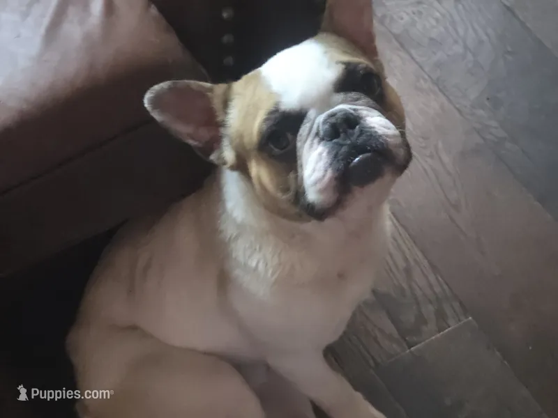 Meatball (Stud) – French Bulldog puppy for sale in Horseshoe Bend, ID