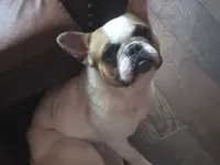 Meatball (Stud), a male French Bulldog for sale in Horseshoe Bend, ID – 1 of 10