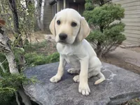 Sonny, a male Golden Retriever and Labrador Retriever for sale in Horseshoe Bend, ID – 6 of 10