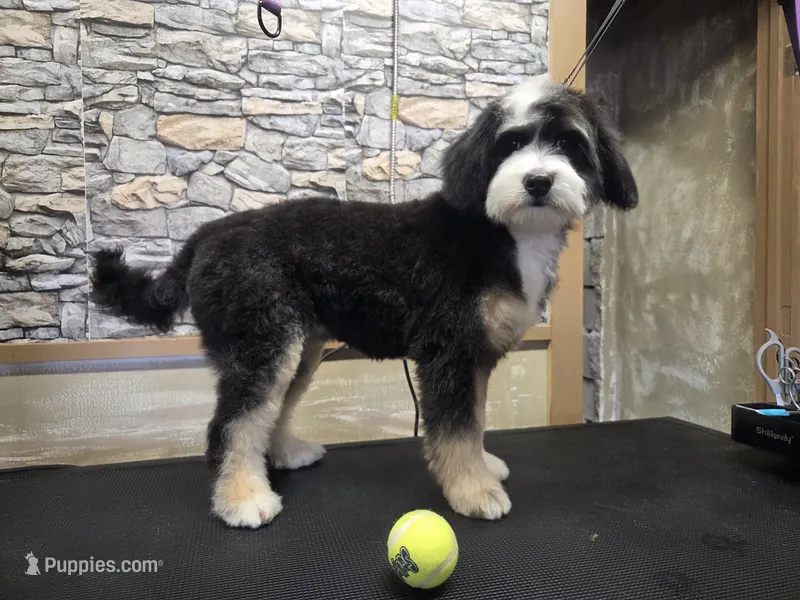 Rogue – Australian Shepherd, Miniature Bernedoodle puppy for sale in Horseshoe Bend, ID