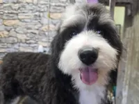 Rogue, a female Australian Shepherd and Miniature Bernedoodle for sale in Horseshoe Bend, ID – Photo 3 of 6
