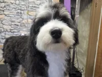 Rogue, a female Australian Shepherd and Miniature Bernedoodle for sale in Horseshoe Bend, ID – Photo 4 of 6