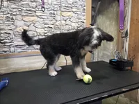 Rogue, a female Australian Shepherd and Miniature Bernedoodle for sale in Horseshoe Bend, ID – Photo 6 of 6