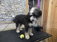 Rogue, a female Australian Shepherd and Miniature Bernedoodle for sale in Horseshoe Bend, ID – Photo 5 of 6
