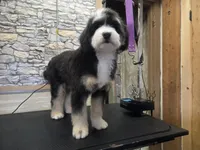 Rogue, a female Australian Shepherd and Miniature Bernedoodle for sale in Horseshoe Bend, ID – Photo 2 of 6