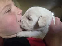 Zeppelin , a male Cane Corso and Lagotto Romagnolo for sale in Horseshoe Bend, ID – 2 of 10