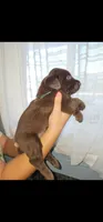 Green boy, a male Labrador Retriever for sale in San Bernardino, CA – 2 of 3