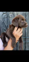Loba, a female Labrador Retriever for sale in San Bernardino, CA – 3 of 5