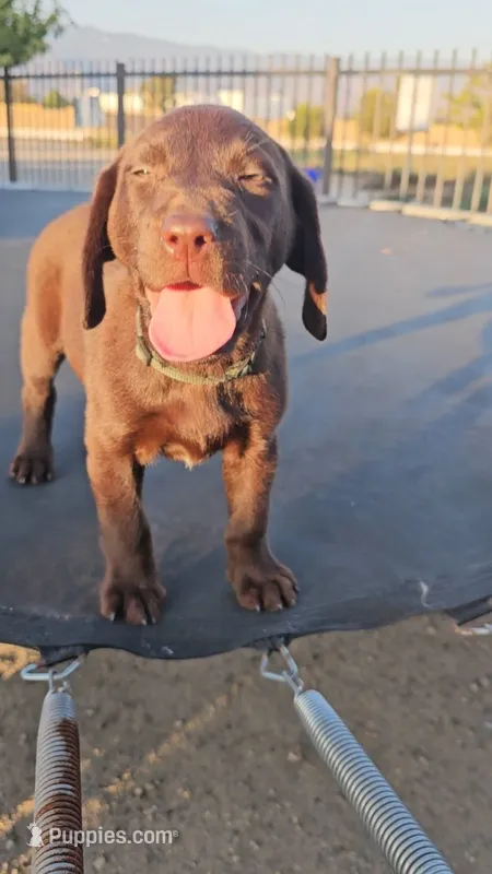 Loba – Labrador Retriever puppy for sale in San Bernardino, CA