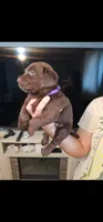 Purple girl, a female Labrador Retriever for sale in San Bernardino, CA – 3 of 3
