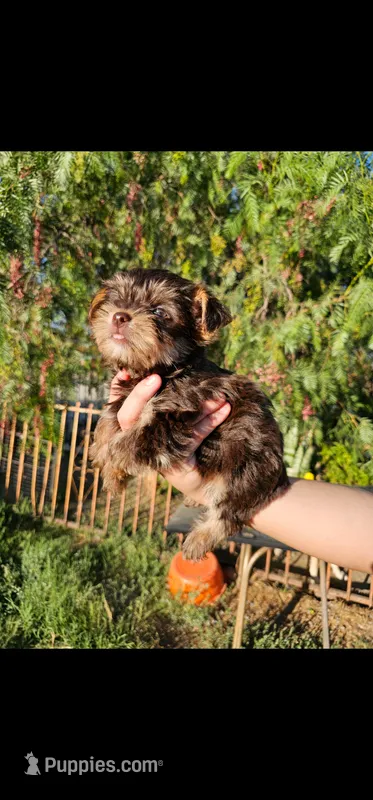 Choco – Yorkshire Terrier puppy for sale in San Bernardino, CA
