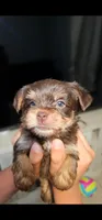 Choco, a male Yorkshire Terrier for sale in San Bernardino, CA – 4 of 4