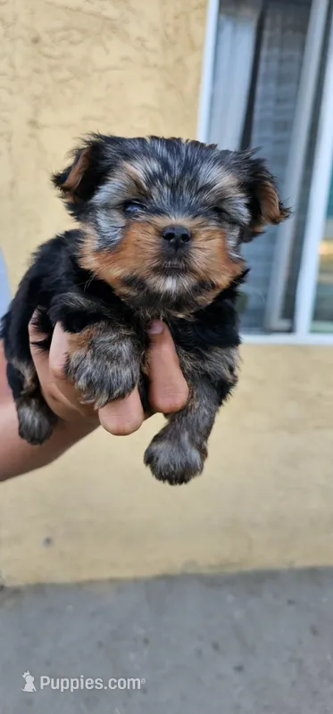 Guero – Yorkshire Terrier puppy for sale in San Bernardino, CA