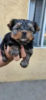 Guero, a male Yorkshire Terrier for sale in San Bernardino, CA – 1 of 3
