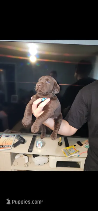 Blue girl – Labrador Retriever puppy for sale in San Bernardino, CA