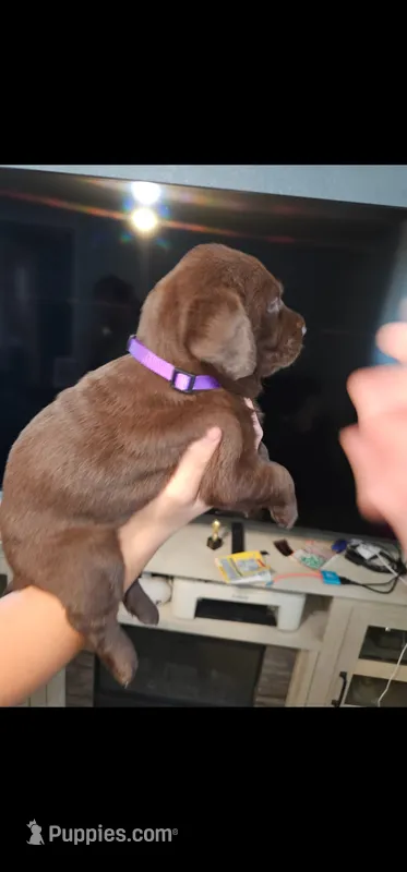 Purple girl – Labrador Retriever puppy for sale in San Bernardino, CA