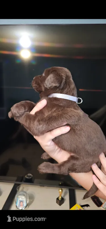 Grey girl – Labrador Retriever puppy for sale in San Bernardino, CA