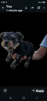 Oso, a male Yorkshire Terrier for sale in San Bernardino, CA – 4 of 4