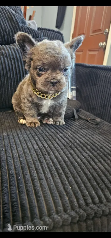 Chunky boy – French Bulldog puppy for sale in San Bernardino, CA