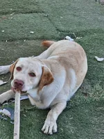 Tambo, a male Labrador Retriever for sale in San Bernardino, CA – 2 of 4