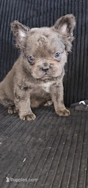 Female fluffy french – French Bulldog puppy for sale in San Bernardino, CA